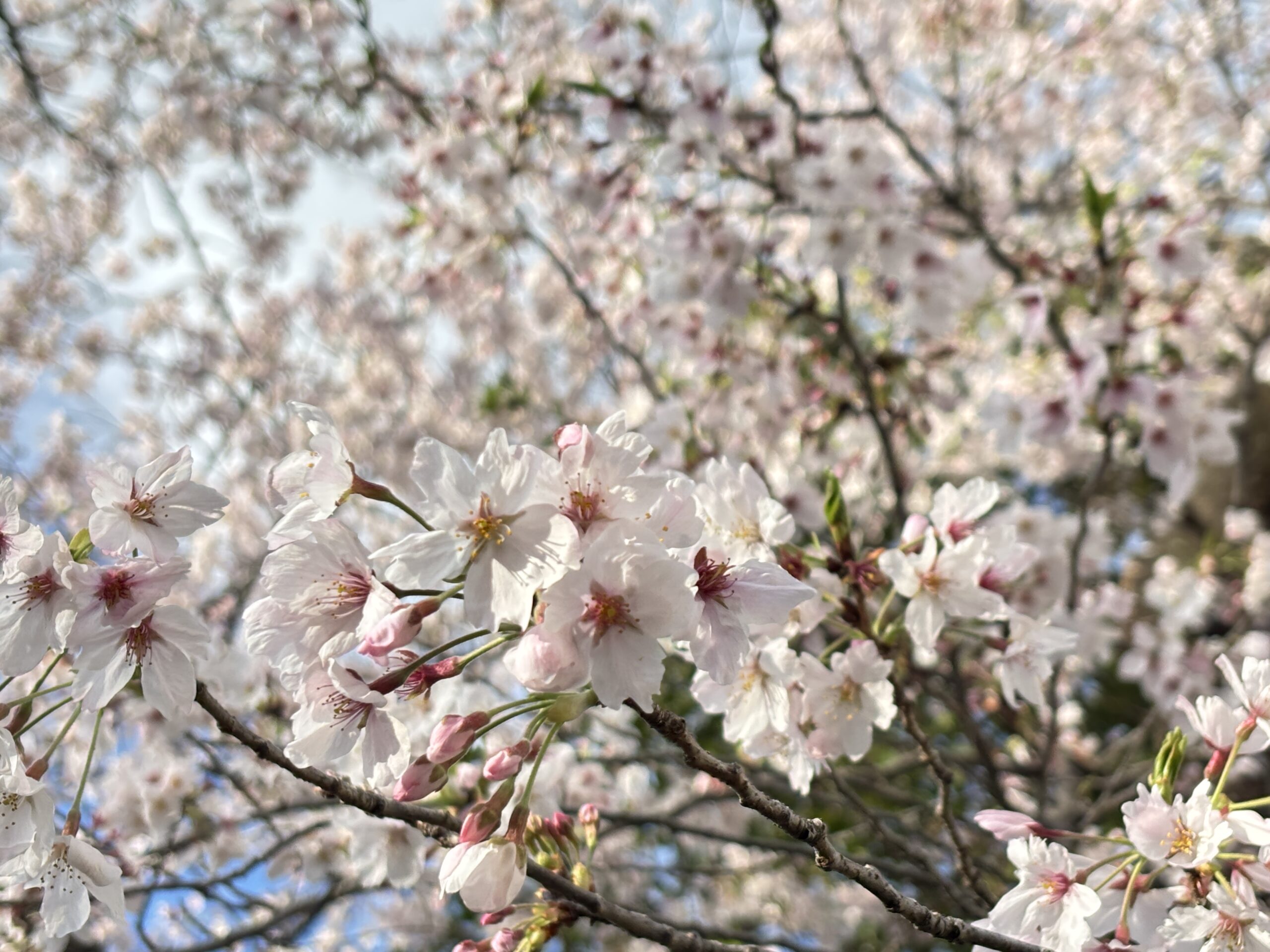 桜前線北上🌸週末はお花見日和🌷