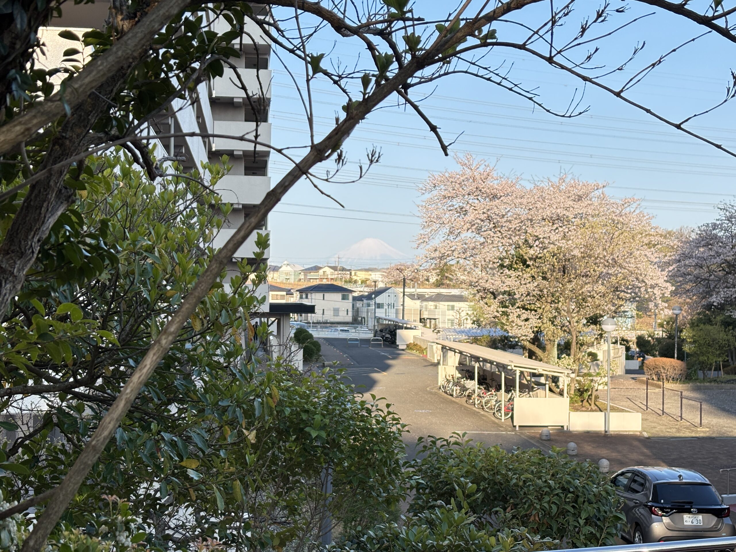 団地緑道の穴場スポット✨桜と富士山🗻