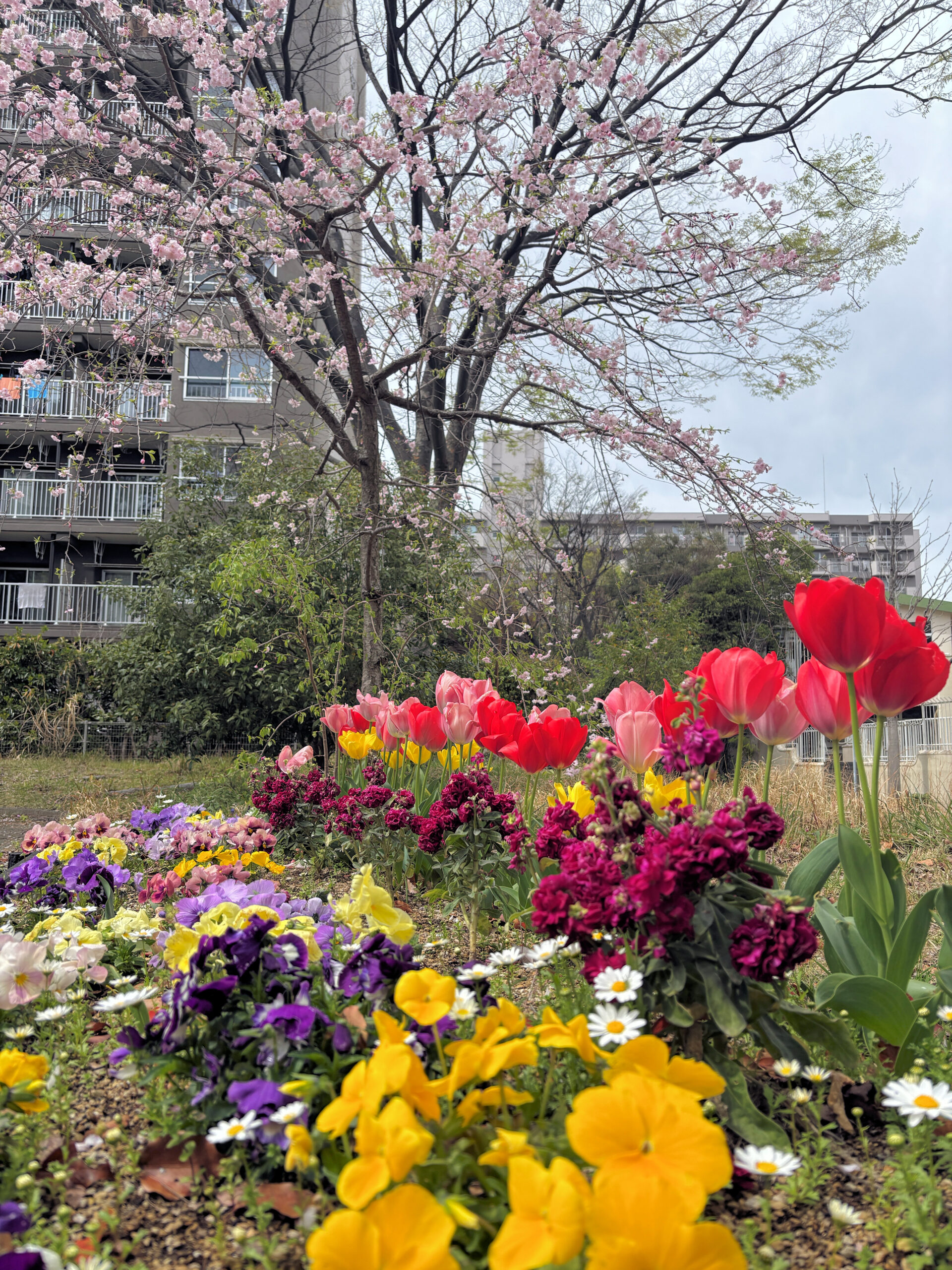 春爛漫💛咲き乱れる団地の花々！
